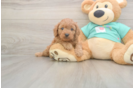 Meet Kaiser - our Cavapoo Puppy Photo  1/3 - Windy City Pups Friendly Cavapoo Baby