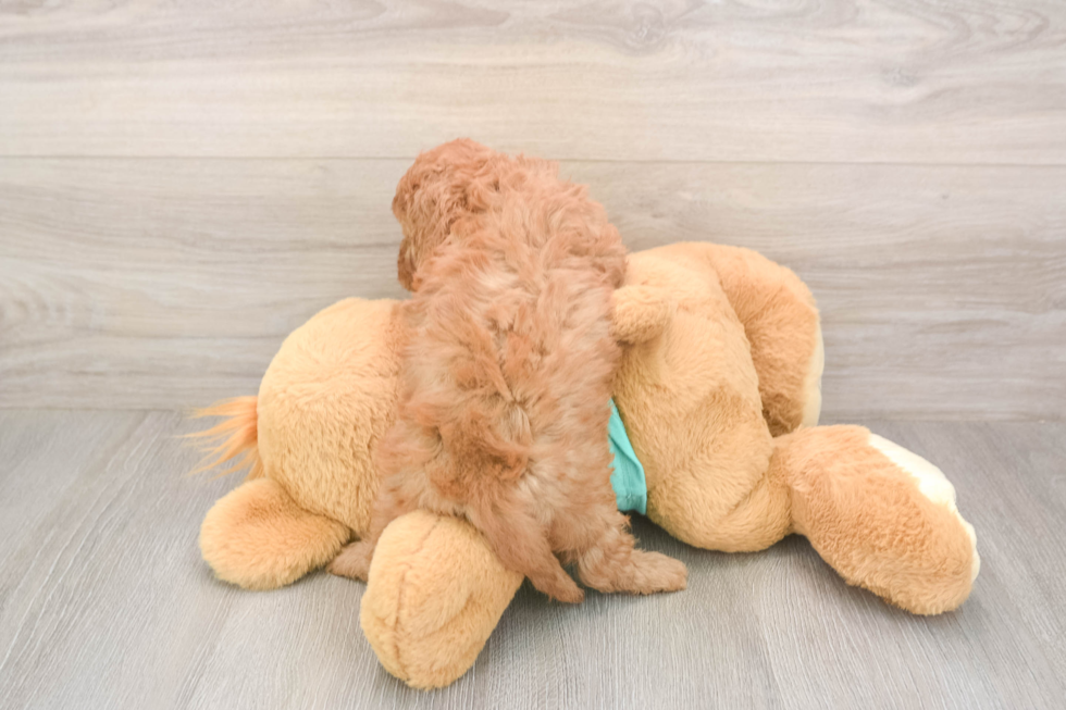 Meet Kaiser - our Cavapoo Puppy Photo  3/3 - Windy City Pups Cavapoo Pup Being Cute