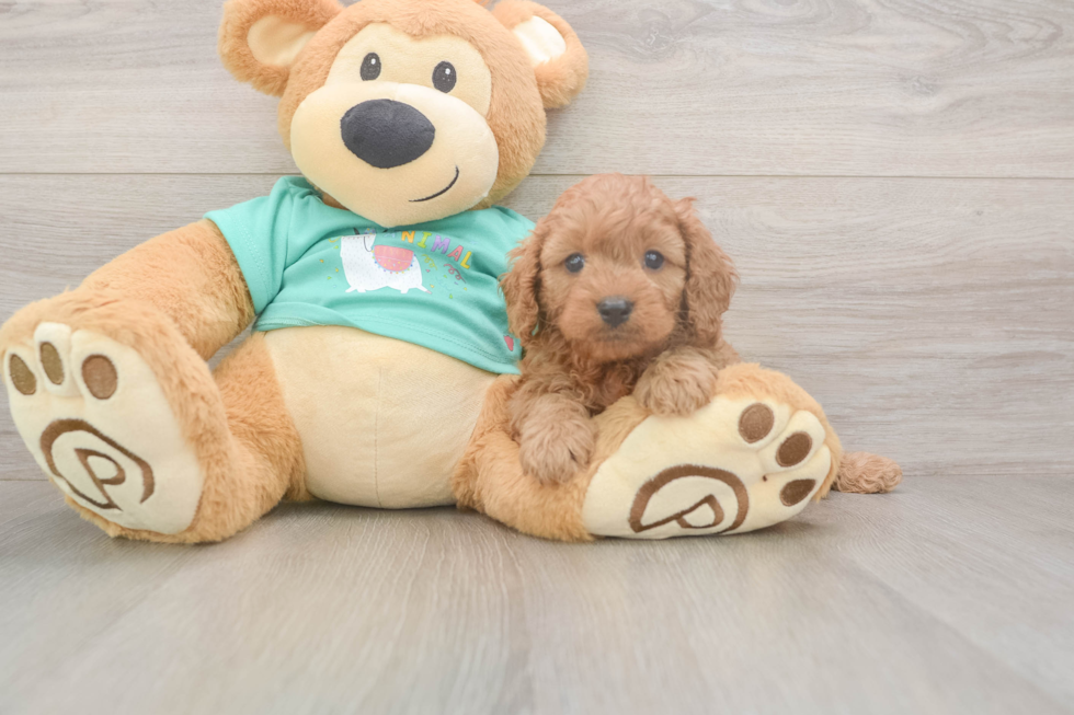 Meet Kaiser - our Cavapoo Puppy Photo  2/3 - Windy City Pups Cavapoo Pup Being Cute