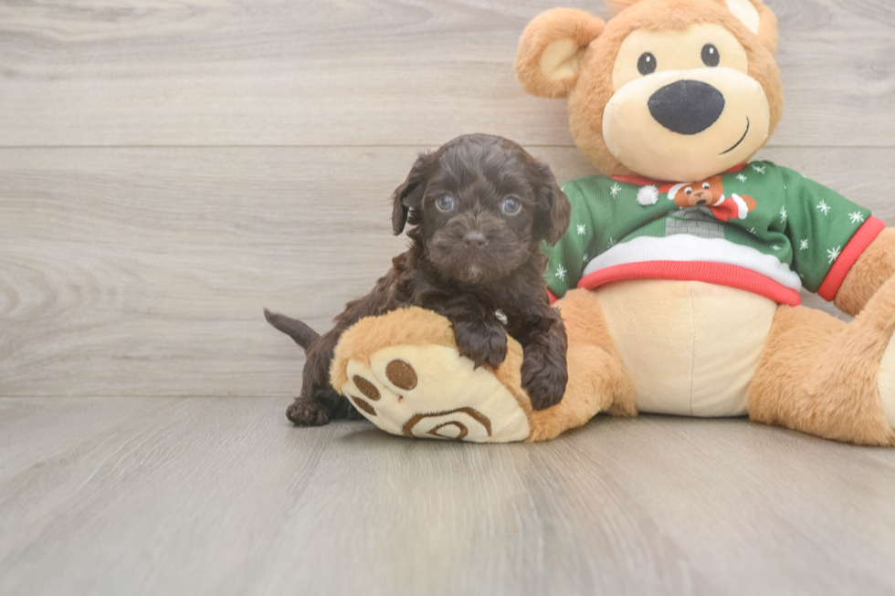 Cavapoo Pup Being Cute