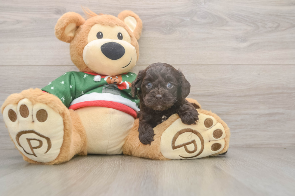 5 week old Cavapoo Puppy For Sale - Windy City Pups