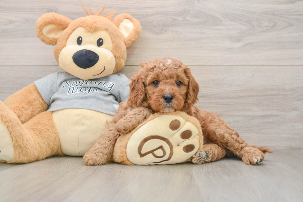 Little Cavipoo Poodle Mix Puppy