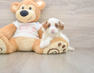 7 week old Cavapoo Puppy For Sale - Windy City Pups