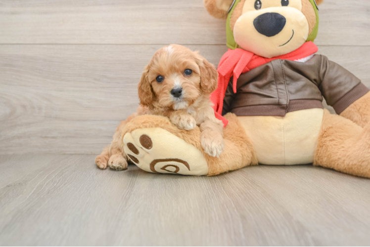 Cavapoo Puppy for Adoption