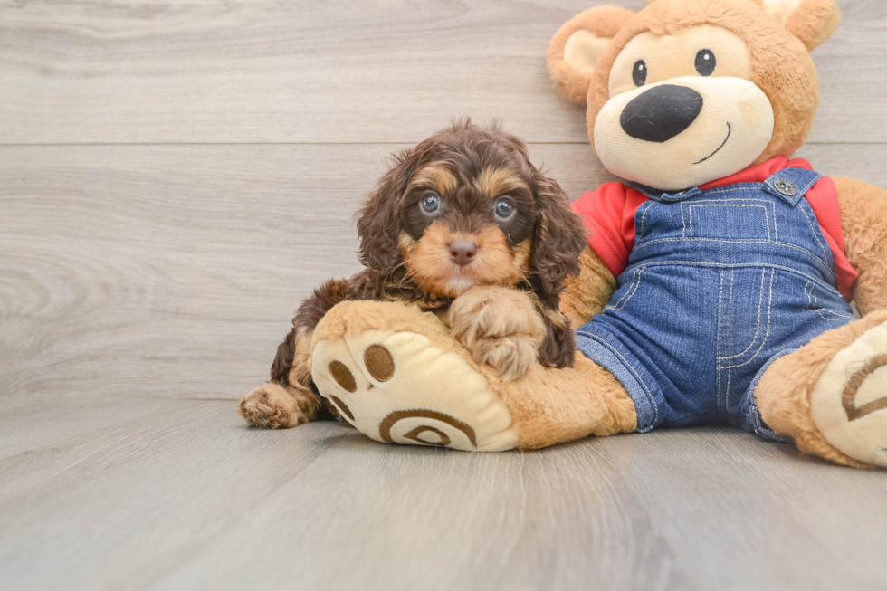 Adorable Cavalier King Charles Spaniel and Poodle Mix Poodle Mix Puppy