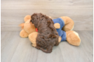 Best Cavapoo Baby