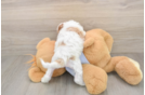 Sweet Cavapoo Baby