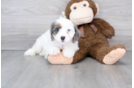 Cavapoo Puppy for Adoption