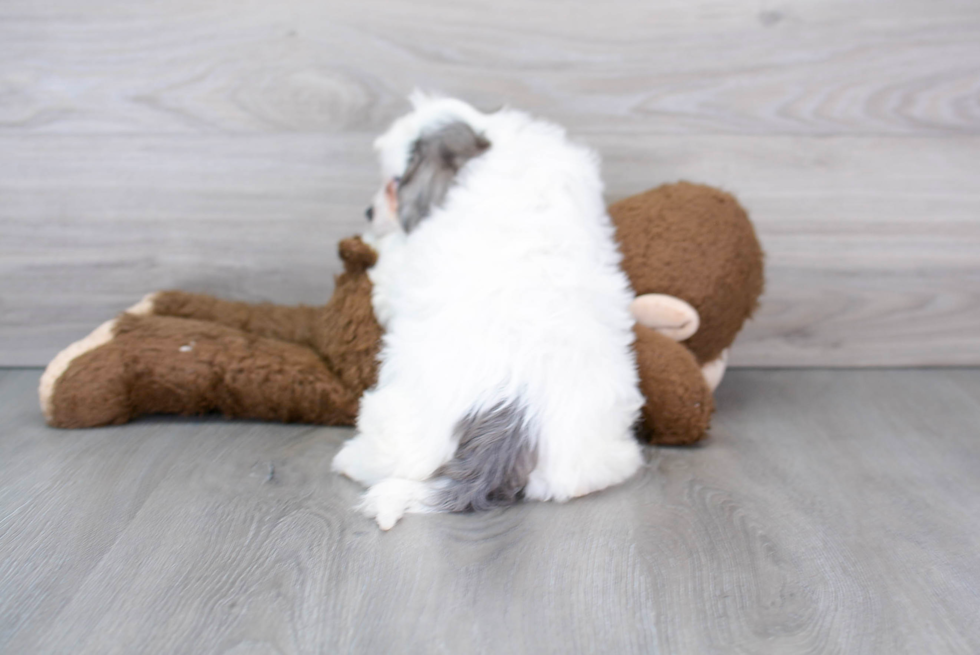 Fluffy Cavapoo Poodle Mix Pup