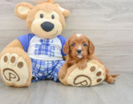 8 week old Cavapoo Puppy For Sale - Windy City Pups
