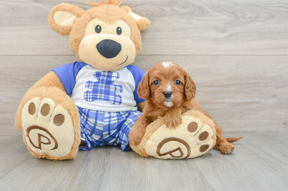 9 week old Cavapoo Puppy For Sale - Windy City Pups