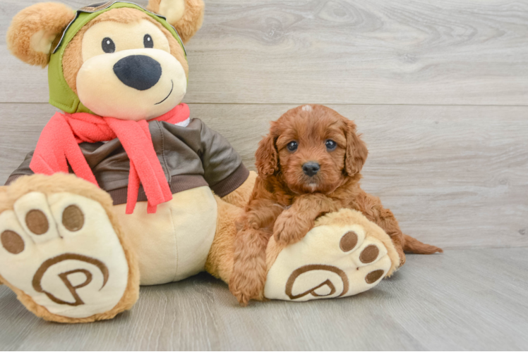 Hypoallergenic Cavadoodle Poodle Mix Puppy