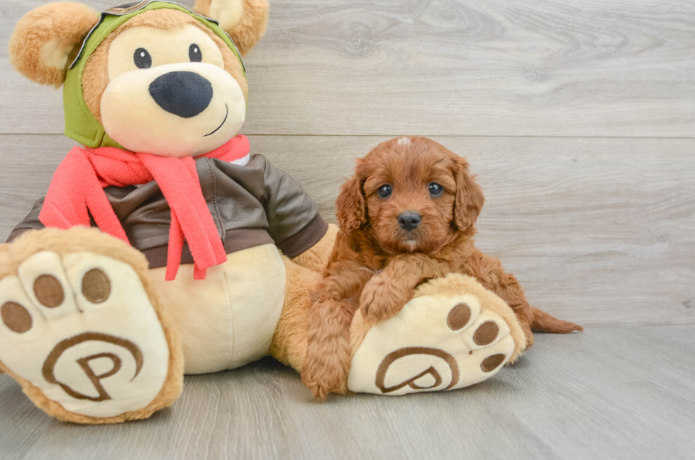 6 week old Cavapoo Puppy For Sale - Windy City Pups