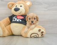 8 week old Cavapoo Puppy For Sale - Windy City Pups