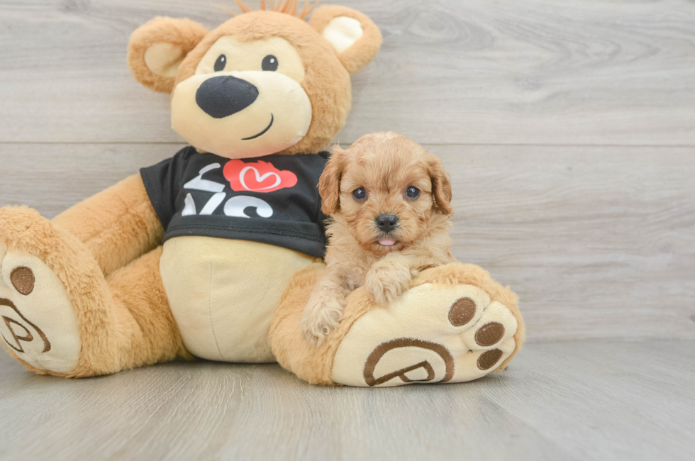 6 week old Cavapoo Puppy For Sale - Windy City Pups