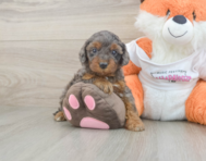 8 week old Cavapoo Puppy For Sale - Windy City Pups