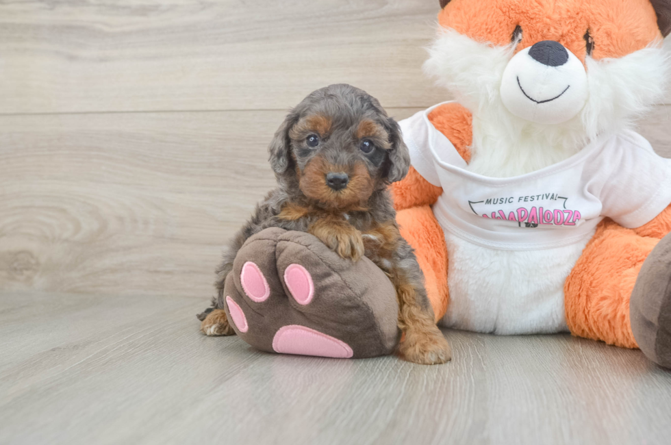 5 week old Cavapoo Puppy For Sale - Windy City Pups