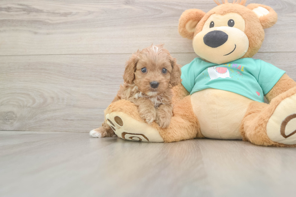 Meet Kandace - our Cavapoo Puppy Photo  2/3 - Windy City Pups Cavapoo Puppy for Adoption