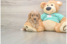 Meet Kandace - our Cavapoo Puppy Photo  2/3 - Windy City Pups Cavapoo Puppy for Adoption