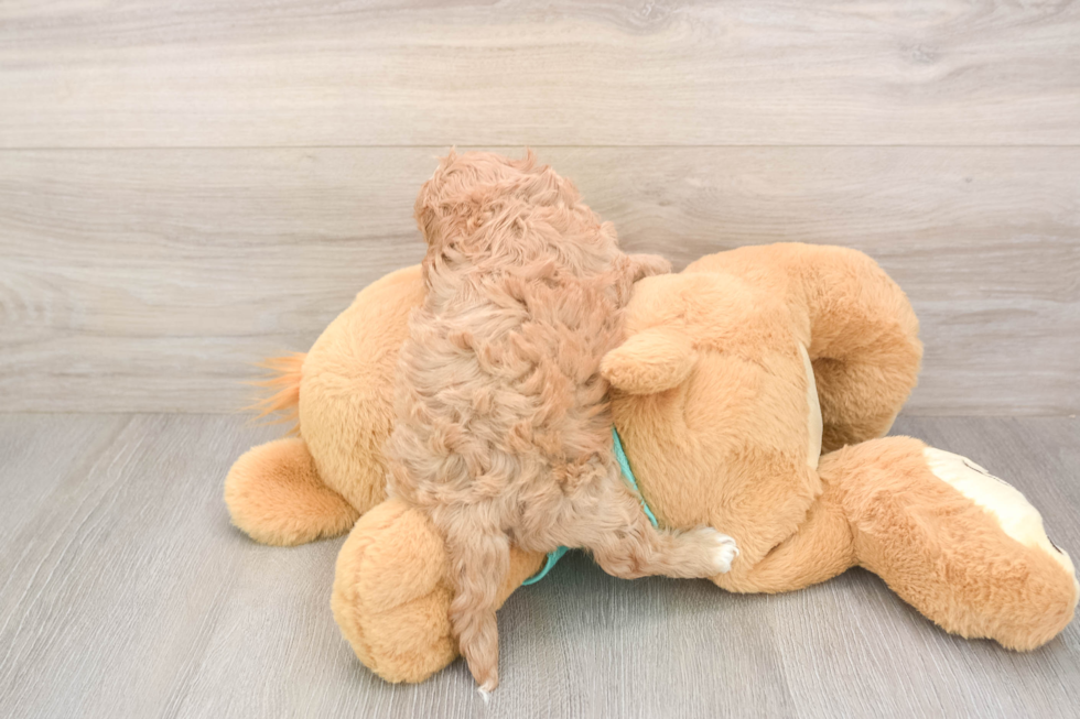 Meet Kandace - our Cavapoo Puppy Photo  3/3 - Windy City Pups Best Cavapoo Baby