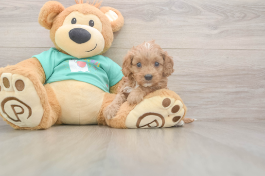 5 week old Cavapoo Puppy For Sale - Windy City Pups Cavapoo Puppy for Adoption