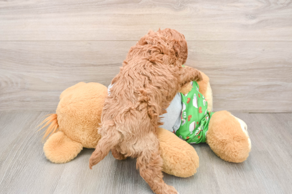 Smart Cavapoo Poodle Mix Pup