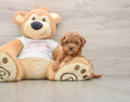 7 week old Cavapoo Puppy For Sale - Windy City Pups