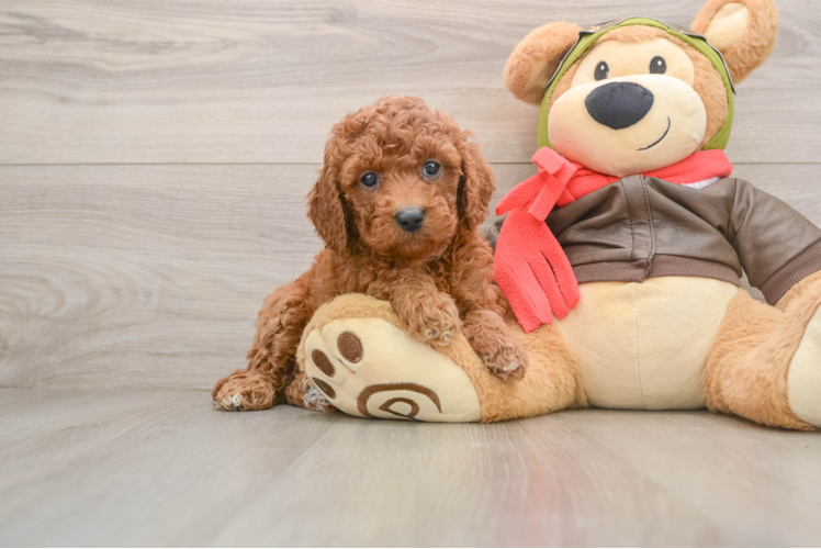 Small Cavapoo Baby