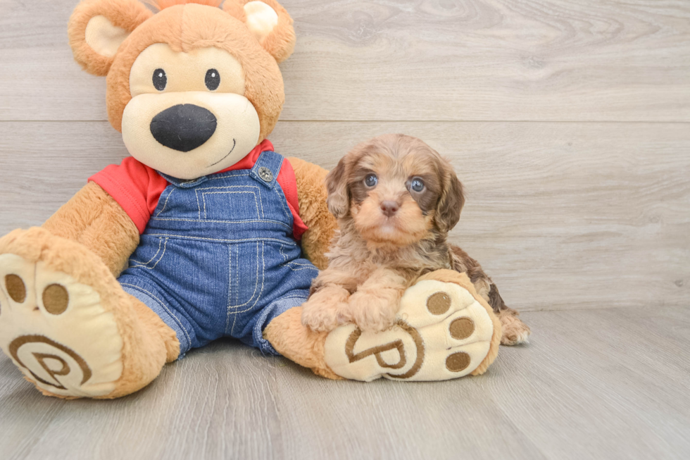 Cavapoo Pup Being Cute