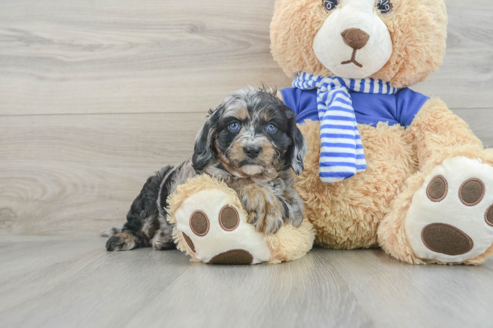 Cavapoo Pup Being Cute