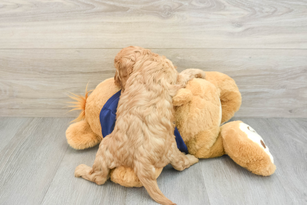 Cavapoo Pup Being Cute