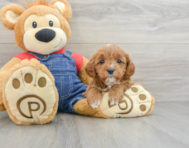 8 week old Cavapoo Puppy For Sale - Windy City Pups