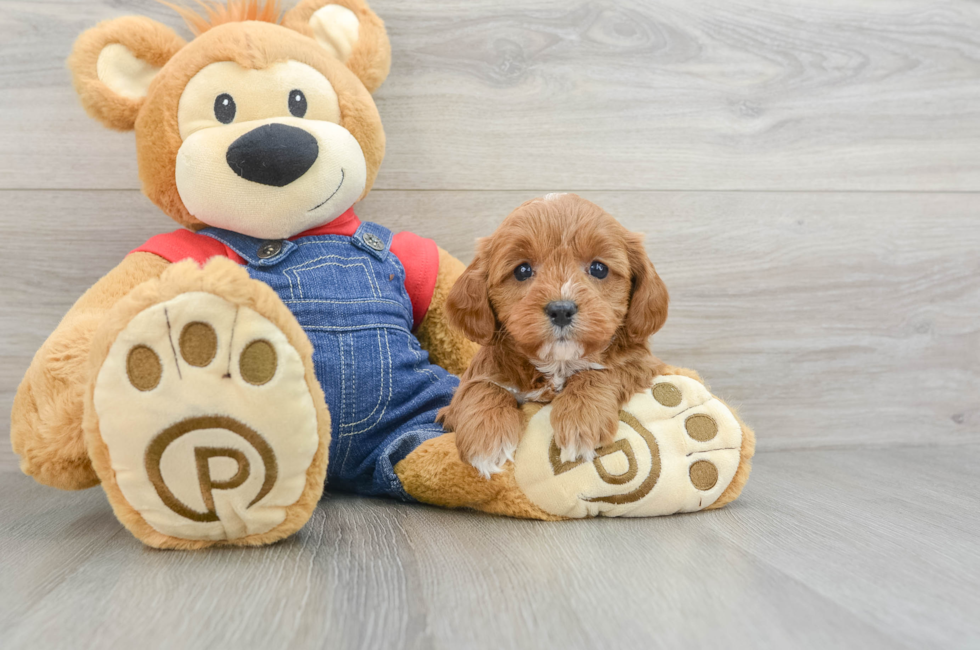 8 week old Cavapoo Puppy For Sale - Windy City Pups