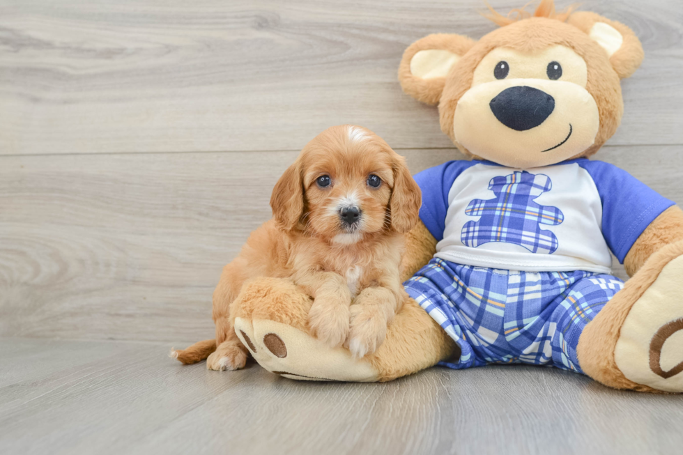 Cavapoo Pup Being Cute