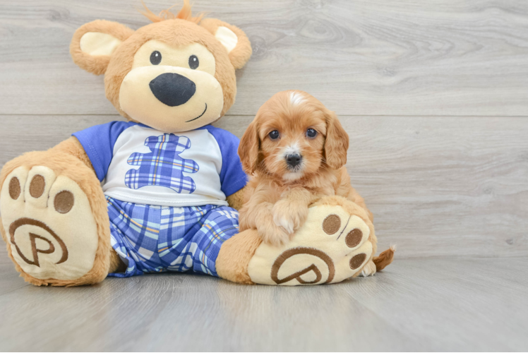 Best Cavapoo Baby