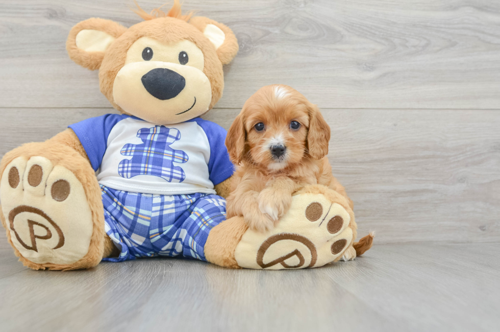 9 week old Cavapoo Puppy For Sale - Windy City Pups