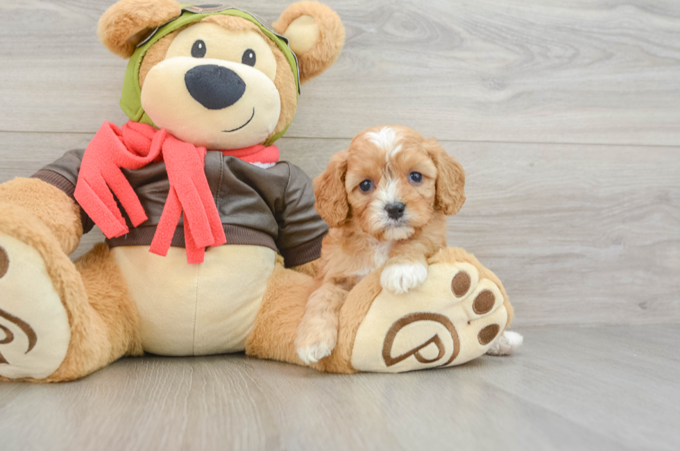 6 week old Cavapoo Puppy For Sale - Windy City Pups