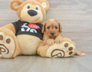 8 week old Cavapoo Puppy For Sale - Windy City Pups