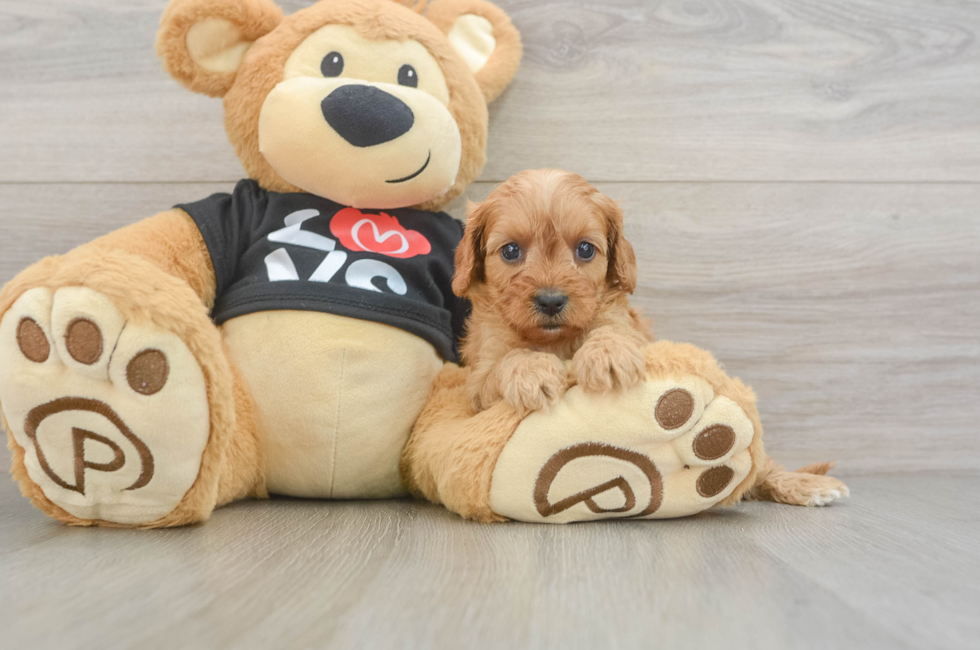 6 week old Cavapoo Puppy For Sale - Windy City Pups