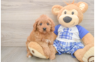 Friendly Cavapoo Baby