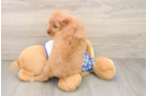 Fluffy Cavapoo Poodle Mix Pup