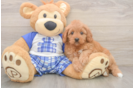 Best Cavapoo Baby