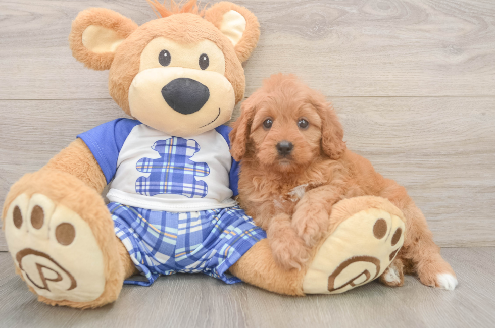 5 week old Cavapoo Puppy For Sale - Windy City Pups