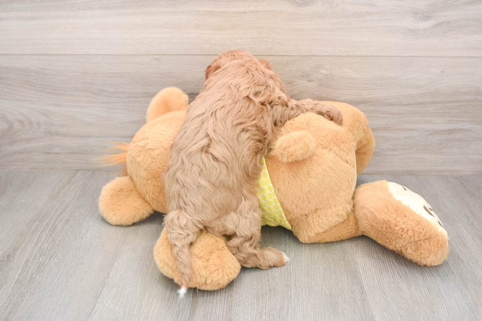 Hypoallergenic Cavadoodle Poodle Mix Puppy