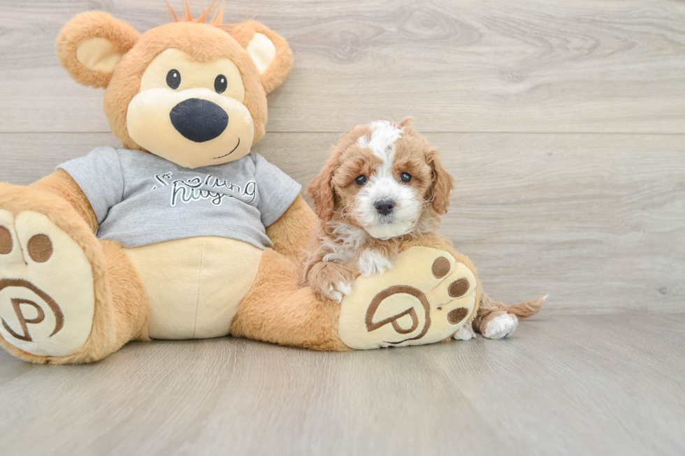 Cute Cavapoo Baby