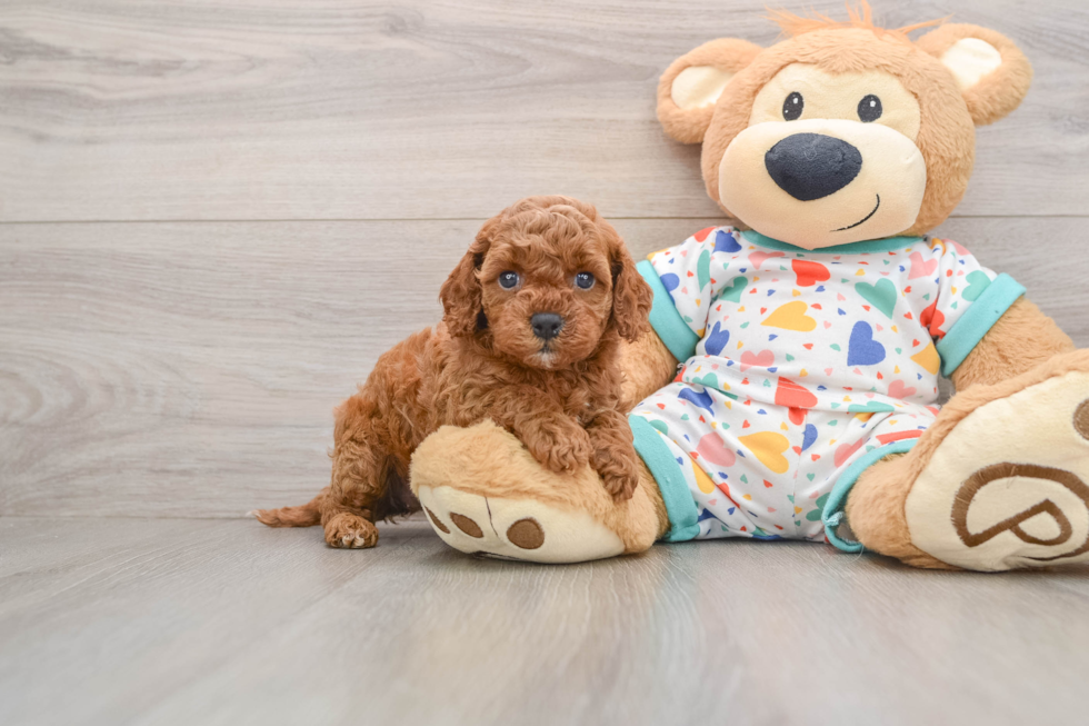 Cavapoo Pup Being Cute
