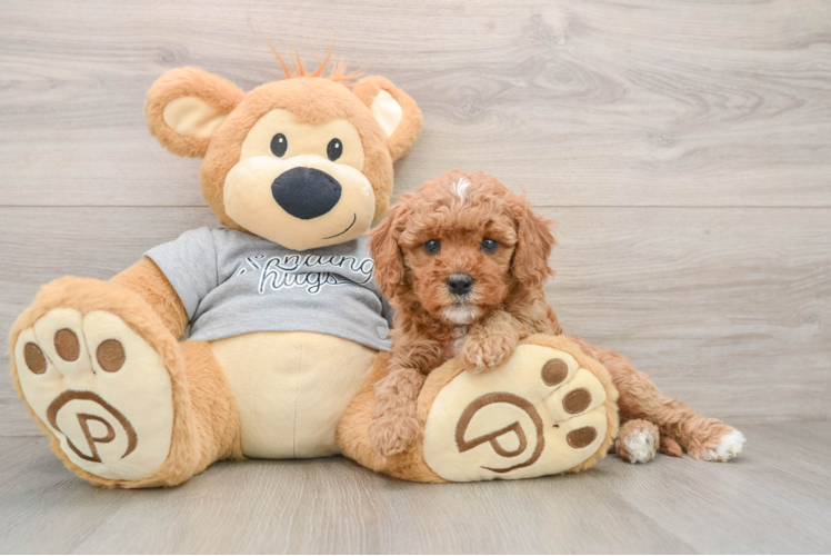 Smart Cavapoo Poodle Mix Pup