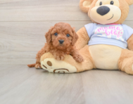 8 week old Cavapoo Puppy For Sale - Windy City Pups
