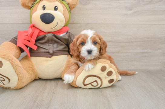 KARMEL, a Cavapoo littermate