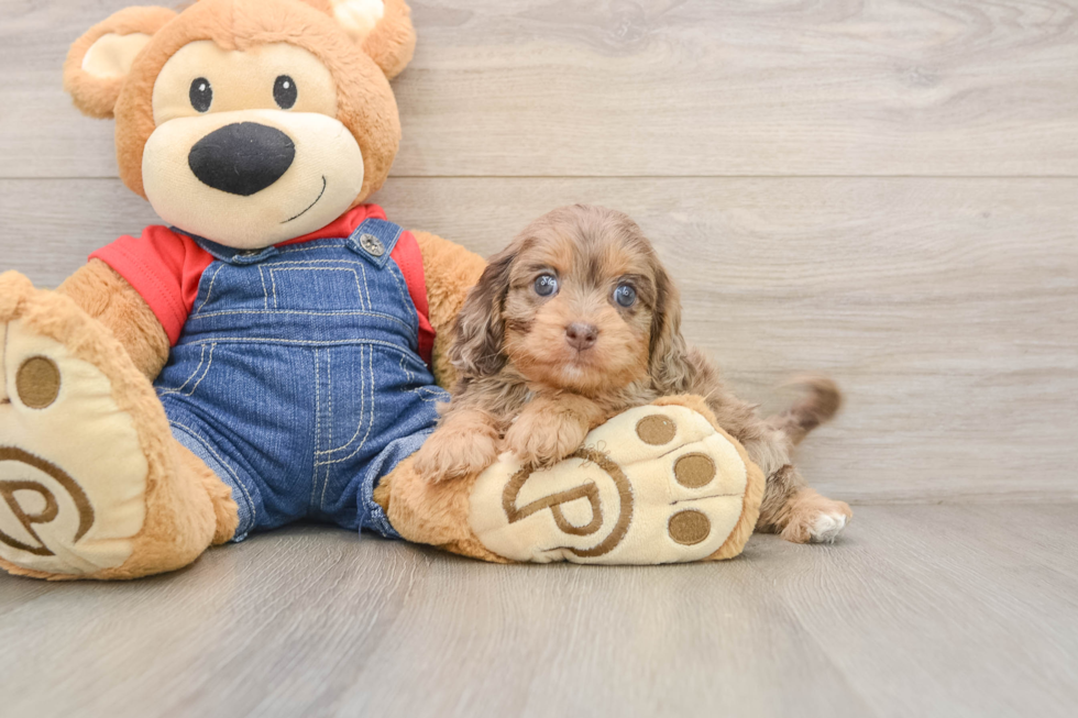 Little Cavipoo Poodle Mix Puppy